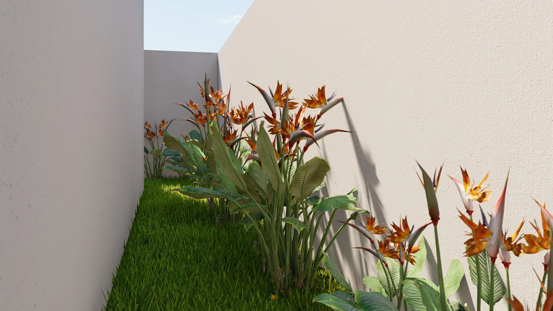 Corredor lateral estreito entre muros brancos, com faixa de grama e estrelícias de flores alaranjadas projetando sombras marcadas