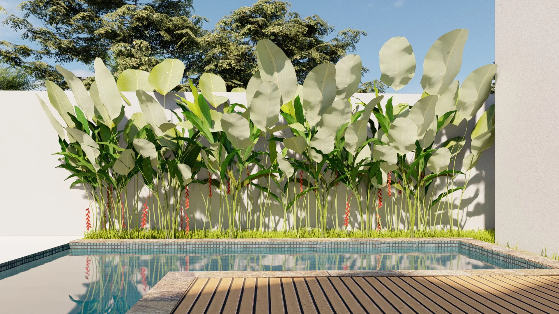 Área de piscina com deck de madeira e lâmina d'água refletindo altas folhagens de folhas largas alinhadas junto ao muro branco