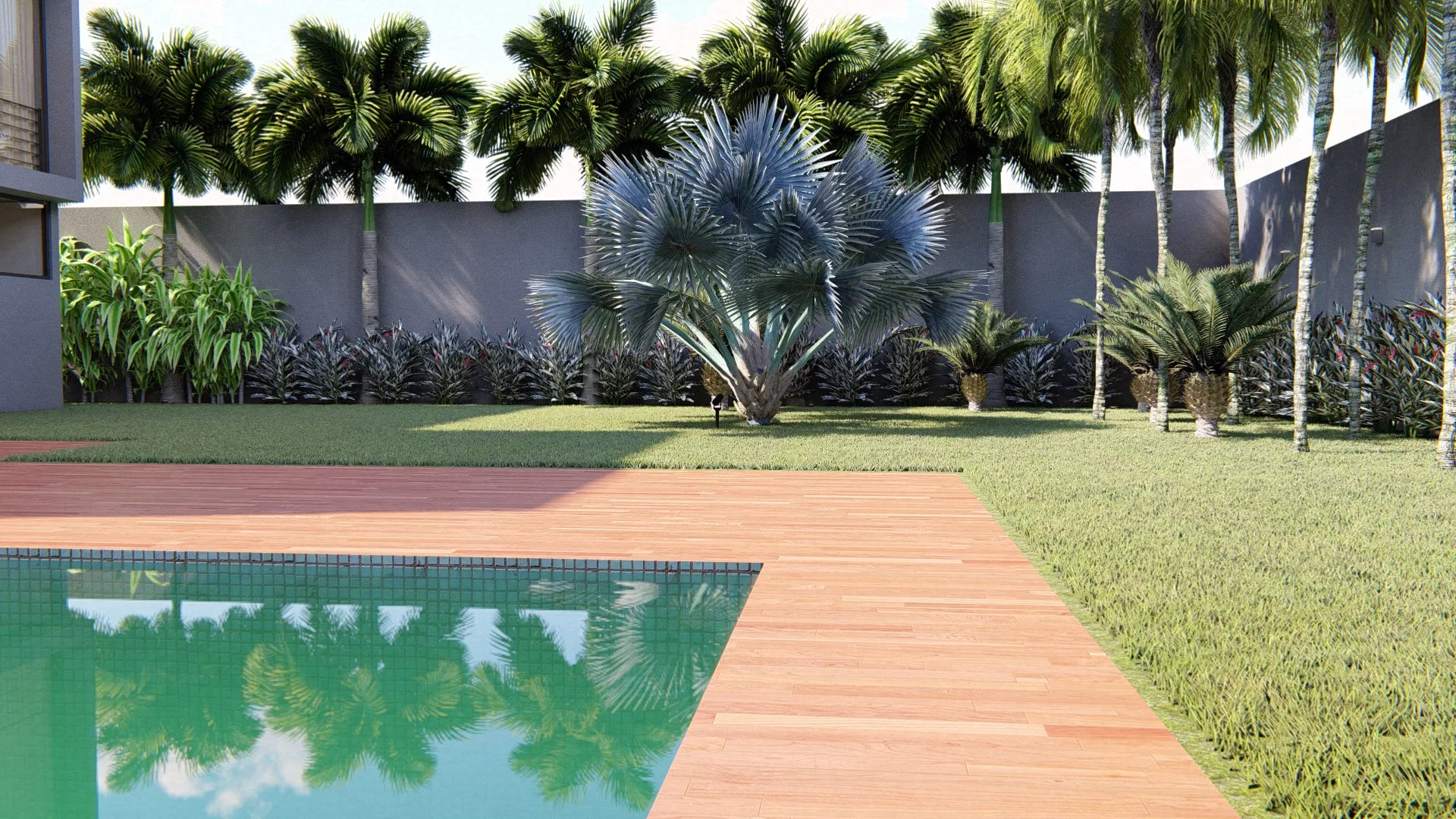 Piscina com deck de madeira ladeada por uma fileira alta de palmeiras junto ao muro do fundo do terreno