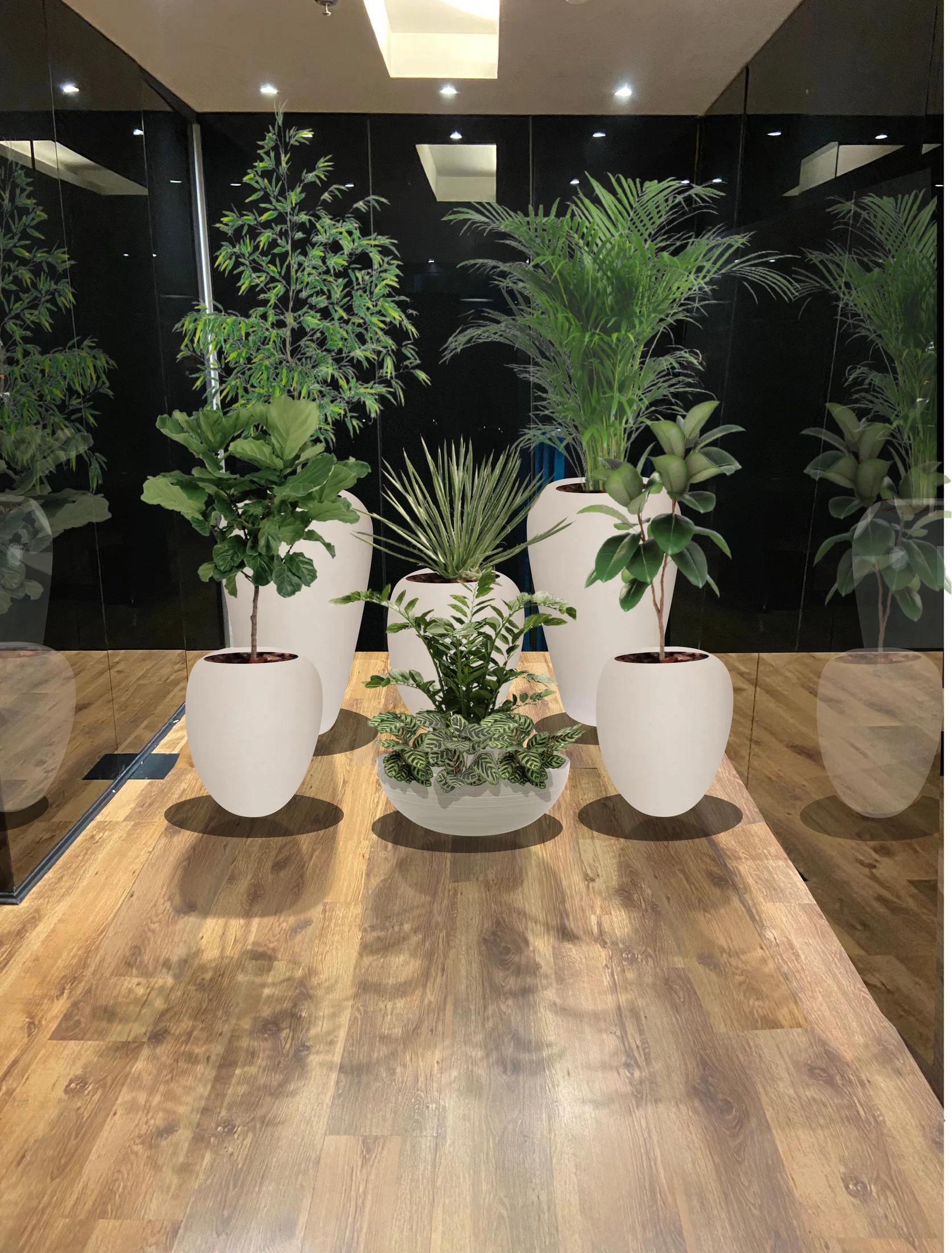 Mesmo conjunto de plantas em vasos brancos foscos de formato cônico, com as folhagens verdes realçadas contra o fundo escuro e o piso de madeira