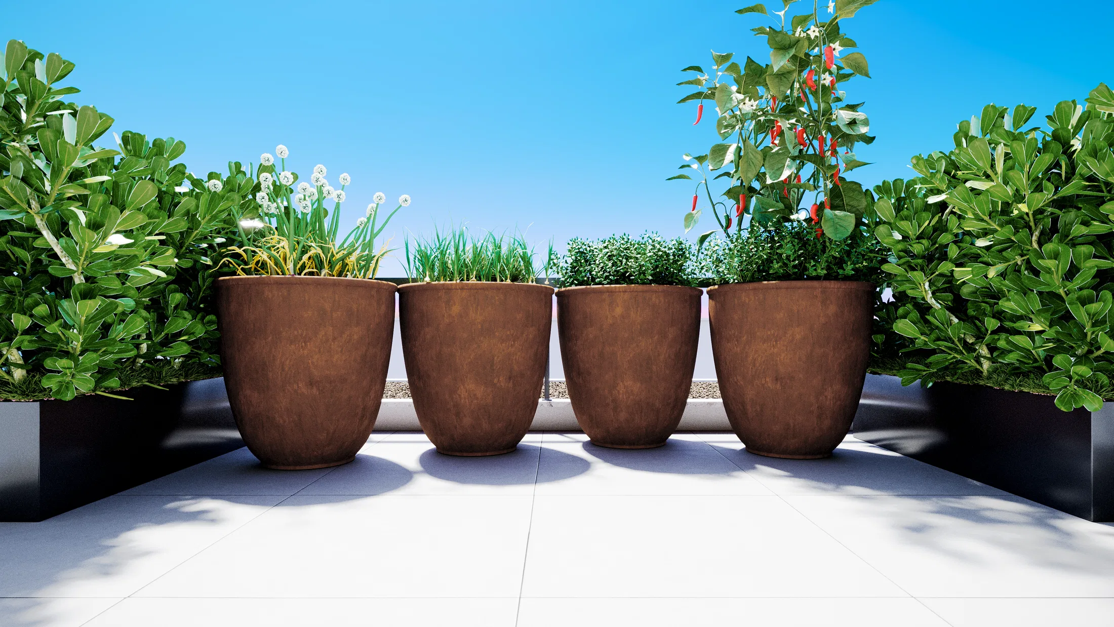 Quatro vasos de terracota alinhados em piso claro, plantados com gramíneas, ervas e pimenteiras, entre canteiros de arbustos sob céu azul.