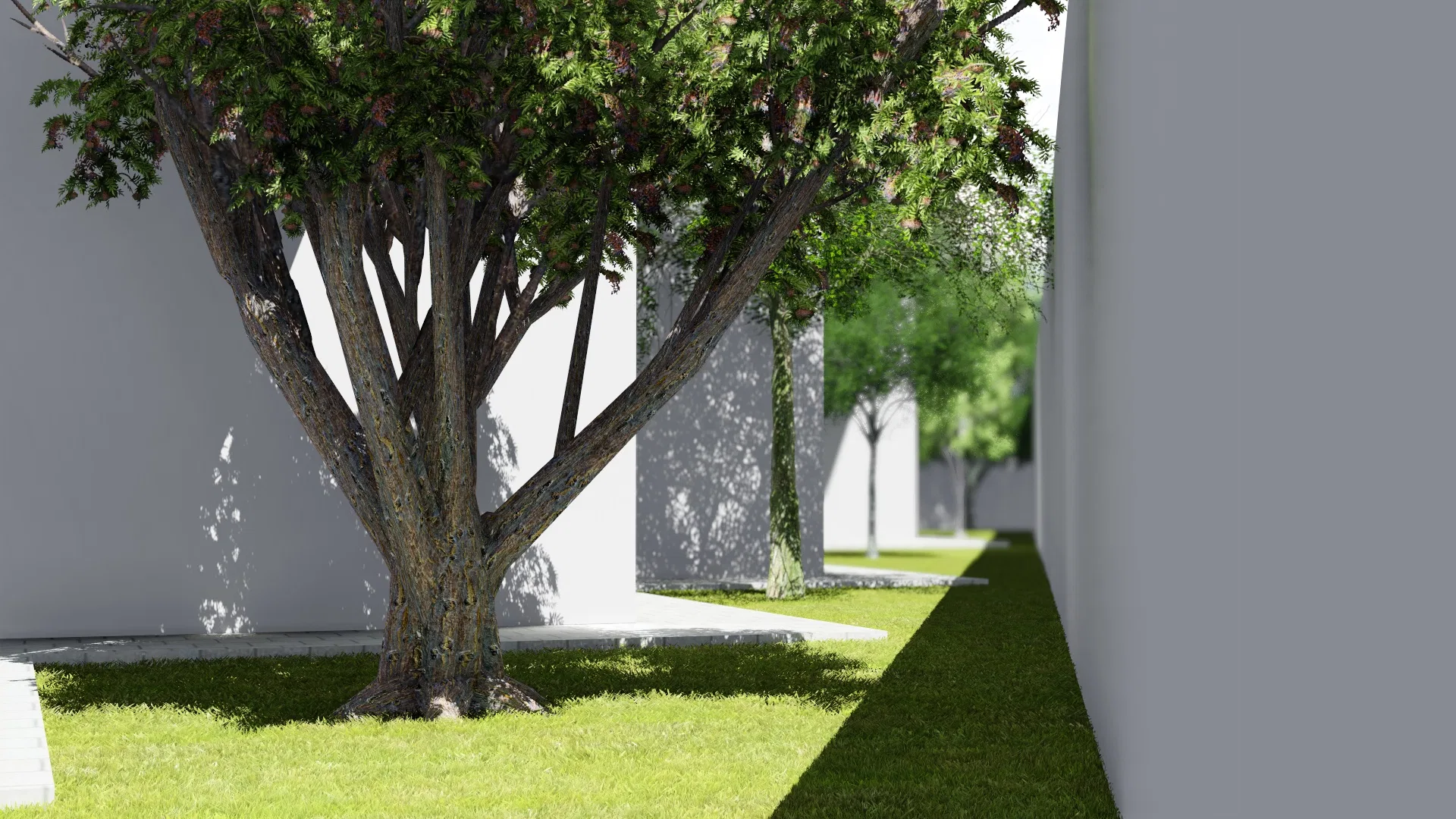 Jardim lateral sombreado por árvore frondosa de floração avermelhada, com gramado contínuo e alinhamento de árvores junto aos muros brancos