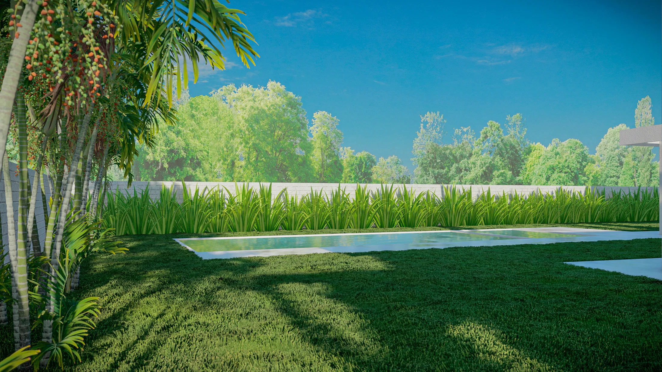 Canto do jardim com piscina ao fundo, cortina de gramíneas junto ao muro e palmeira de folhas avermelhadas em primeiro plano.