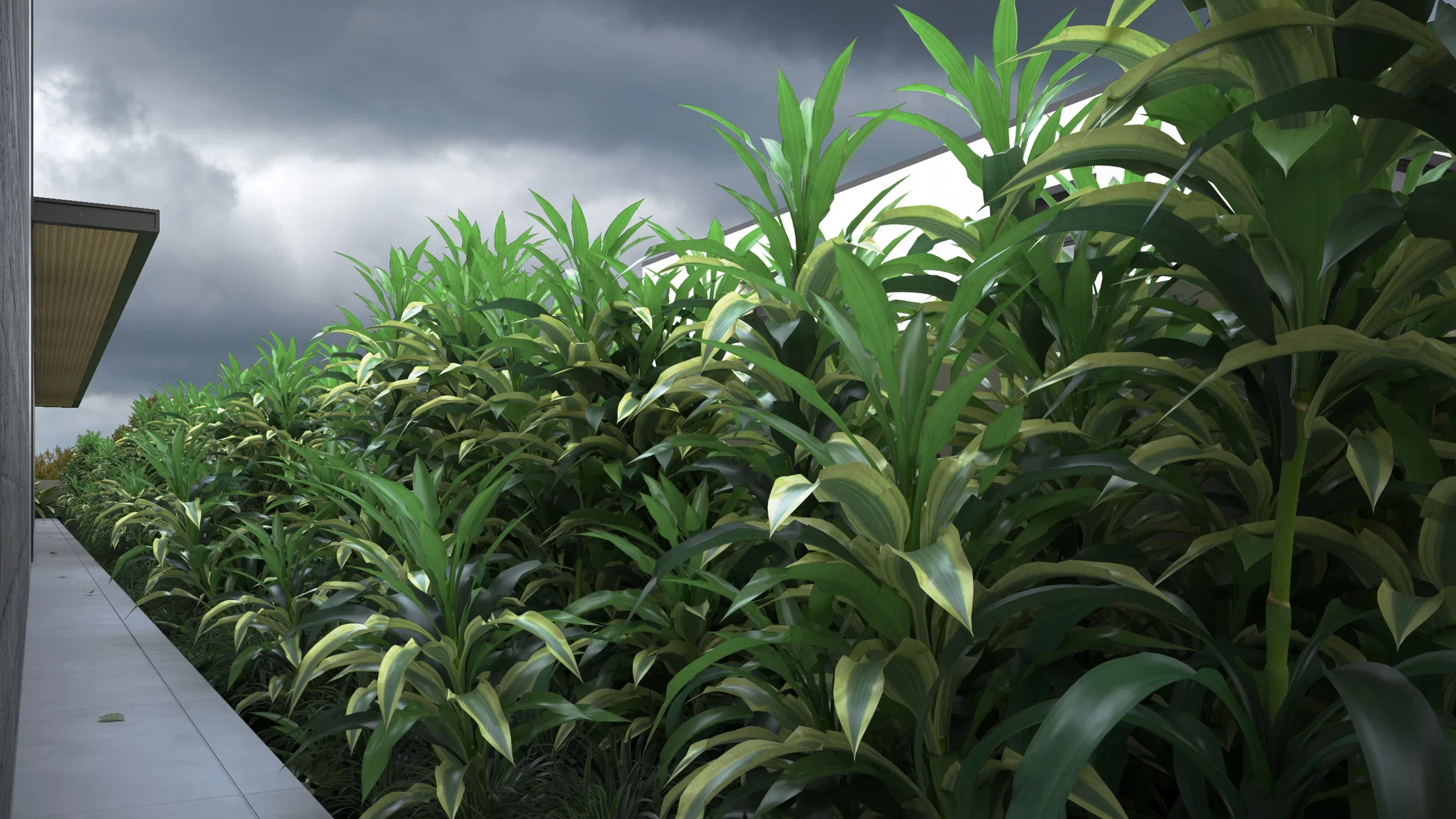 Renque de plantas ornamentais de folhas alongadas em canteiro elevado, recortado contra céu carregado de nuvens