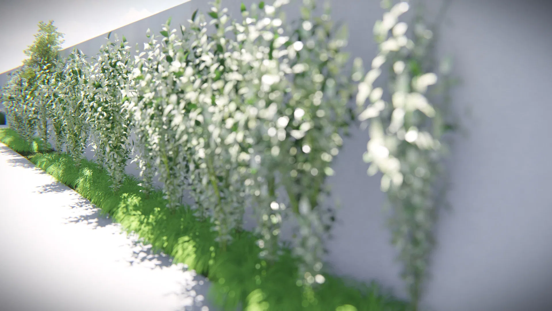 Trepadeira de flores brancas descendo sobre um muro claro, com faixa de grama ao pé, iluminada por luz lateral